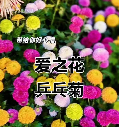 哪些花既好养活又象征爱情？