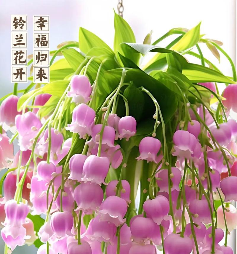 哪种花象征美好幸福？美好幸福生活的花语是什么？