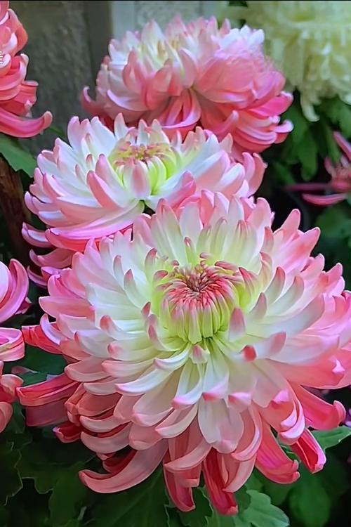 送一朵粉色的花代表什么？粉色花的寓意有哪些？