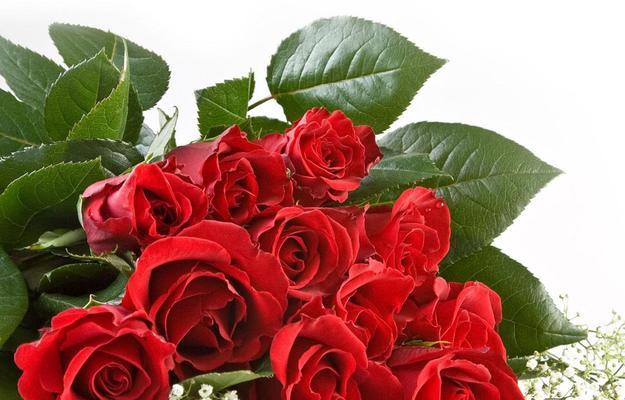 3朵红色玫瑰花的寓意是什么？它们在爱情中代表什么？