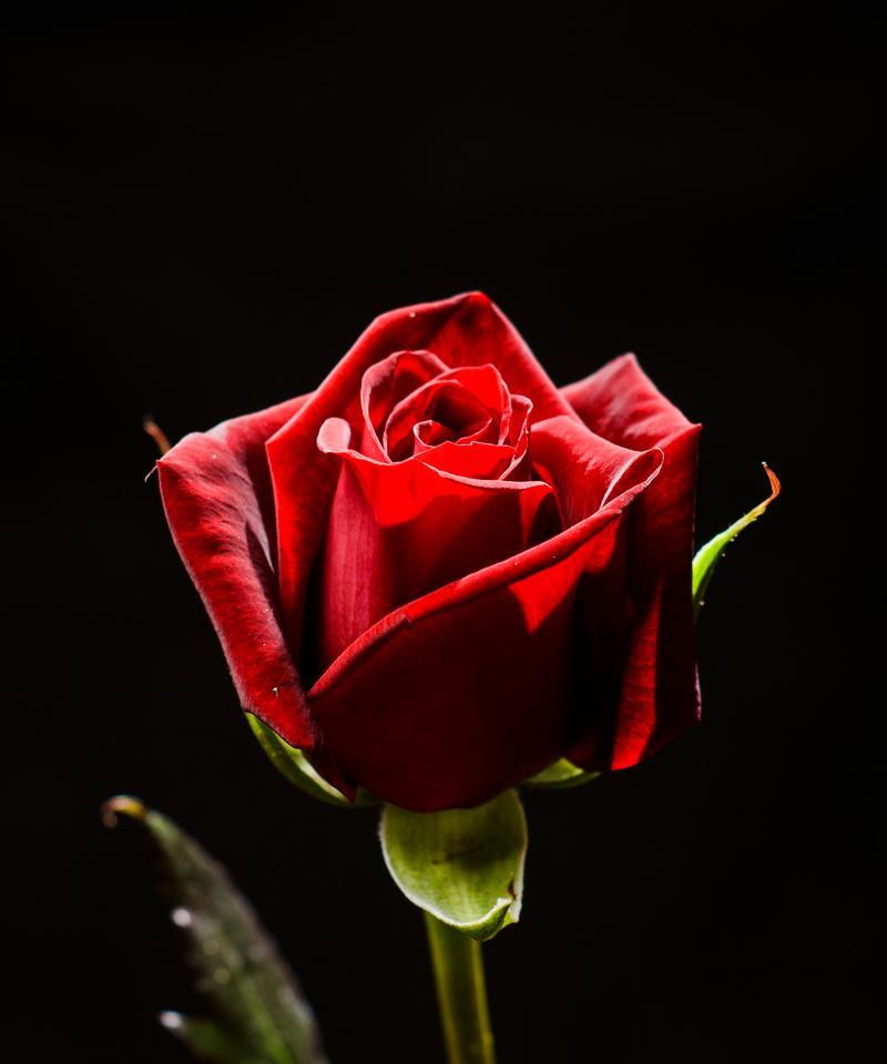 3朵红色玫瑰花的寓意是什么？它们在爱情中代表什么？