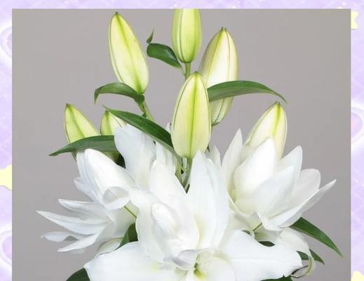 送白色百合花的寓意是什么？