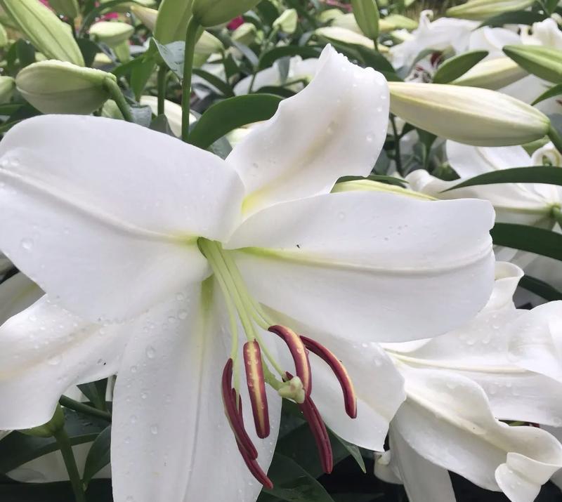 送白色百合花的寓意是什么？