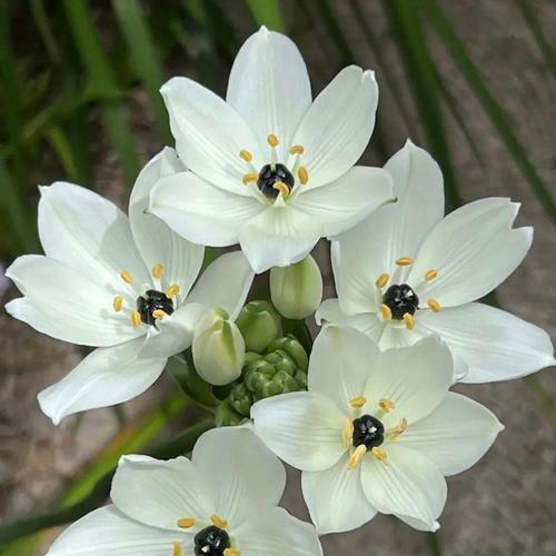 送白色百合花的寓意是什么？