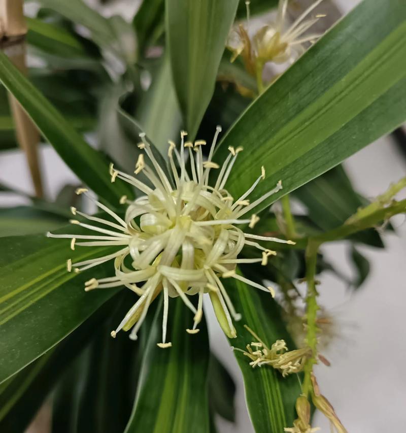 有哪些花象征着平安？