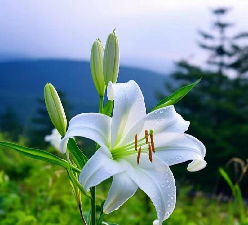 绿色百合花象征着什么？它的含义有哪些？