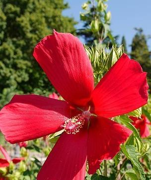 红色龙舌花的寓意是什么？