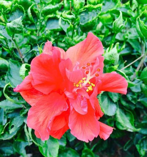 红色龙舌花的寓意是什么？