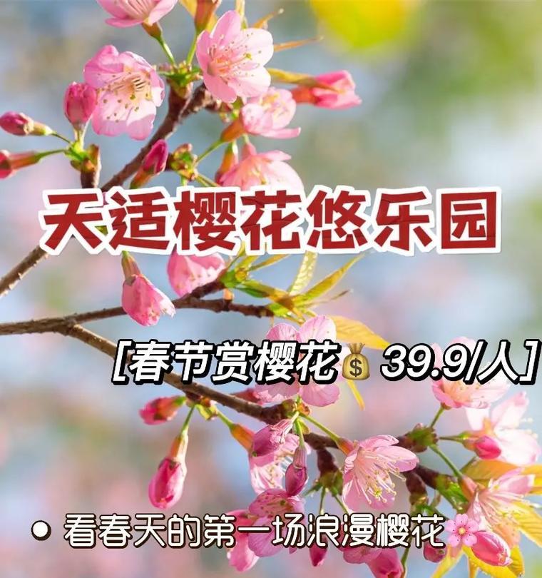 春节赏花有什么讲究？春节赏花语有哪些？