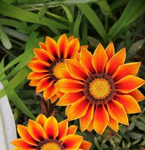 哪种橙色花象征爱情？橙色花的爱情寓意是什么？