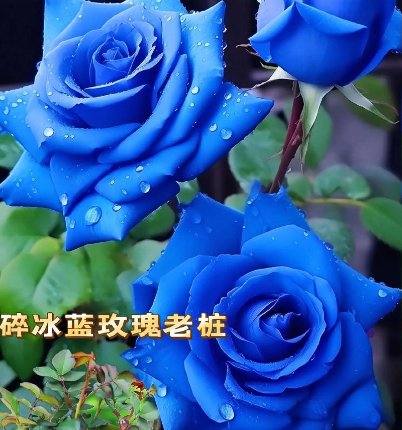 芙莉莲蓝色的花寓意是什么？芙莉莲蓝色花在花束中的作用？