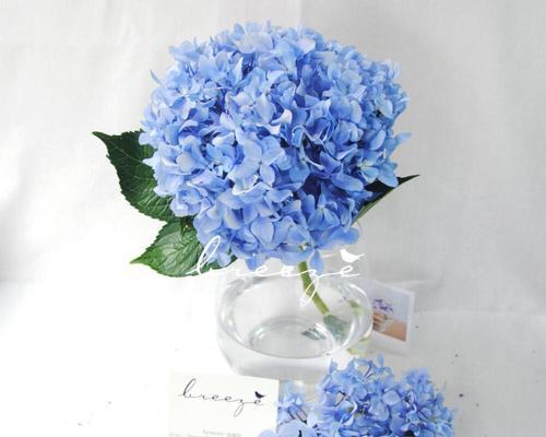 芙莉莲蓝色的花寓意是什么？芙莉莲蓝色花在花束中的作用？