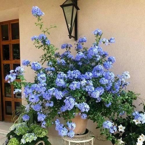 芙莉莲蓝色的花寓意是什么？芙莉莲蓝色花在花束中的作用？