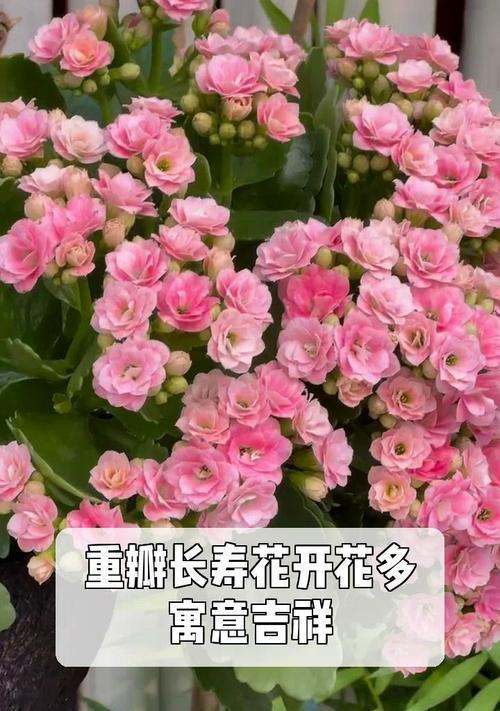 长寿花比心的特点和寓意是什么？它象征着什么？