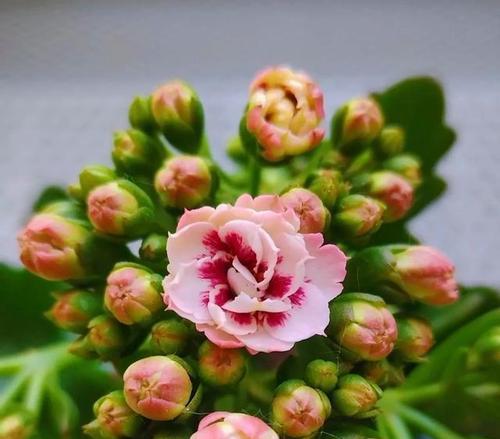 哪些花被认为带有好运的意义？