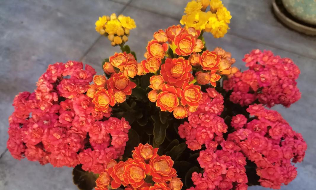 哪种花象征身体健康？它的花语是什么？