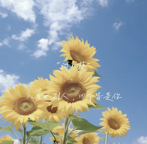 哪种花象征身体健康？它的花语是什么？