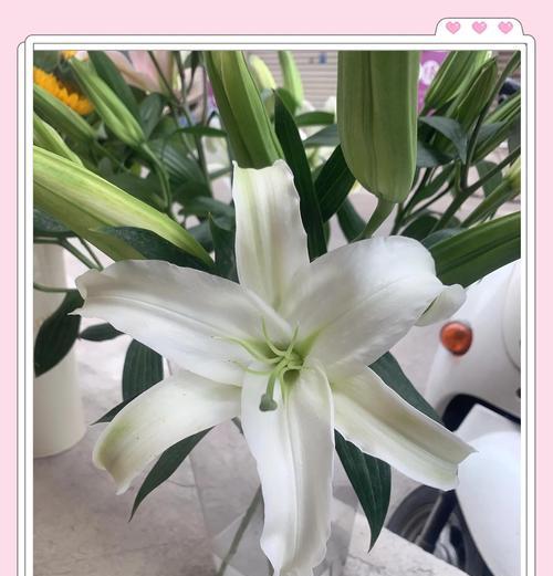 哪种花象征身体健康？它的花语是什么？