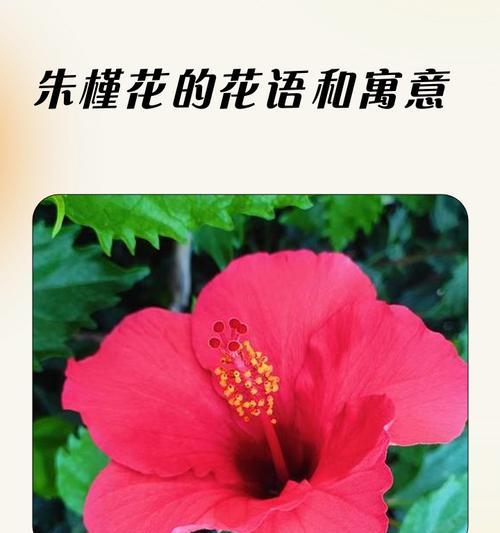 如何通过花语表达简单的快乐？