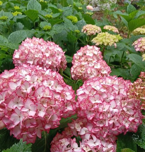绣球的颜色花语是什么？不同颜色绣球花在传统中的寓意是什么？