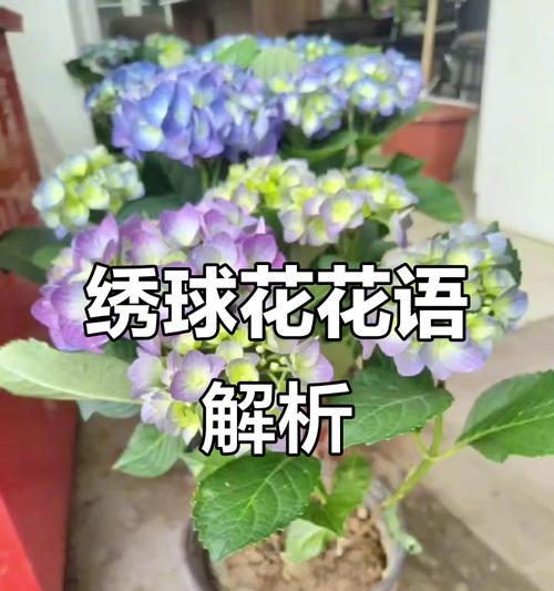 绣球的颜色花语是什么？不同颜色绣球花在传统中的寓意是什么？