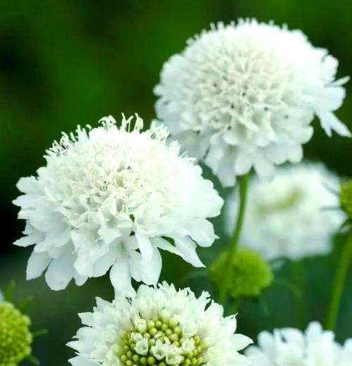 白色花杆通常象征着什么？