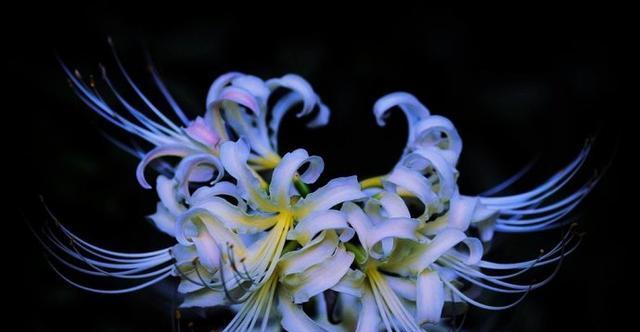 蓝色彼岸花真的存在吗？它的花语和寓意是什么？