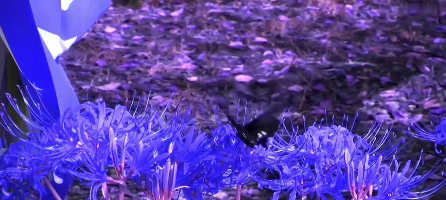 蓝色彼岸花真的存在吗？它的花语和寓意是什么？