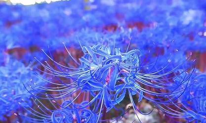 蓝色彼岸花真的存在吗？它的花语和寓意是什么？