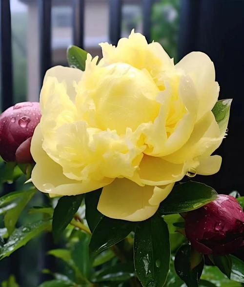 黄色花有哪些吉祥的寓意？它们的花语是什么？