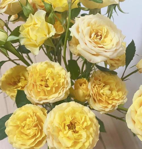 黄色花有哪些吉祥的寓意？它们的花语是什么？
