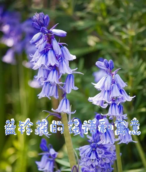 祝福婆婆应该送什么花？花语中有哪些适合的选项？