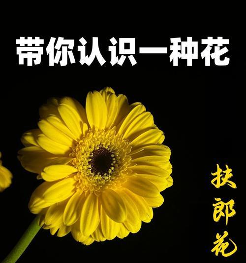 祝福婆婆应该送什么花？花语中有哪些适合的选项？