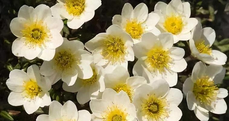 希腊神话中象征爱情的花是什么？有哪些传说？