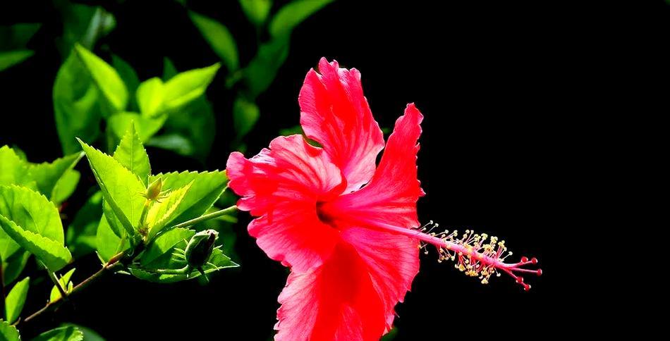 红色朱槿花象征什么？朱槿花的寓意有哪些？