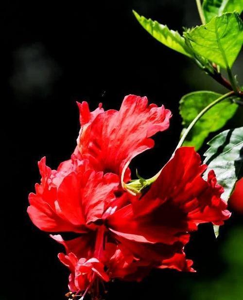 红色朱槿花象征什么？朱槿花的寓意有哪些？