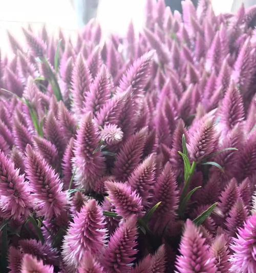 粉蝶花的粉色寓意是什么？粉蝶花的花语有哪些？