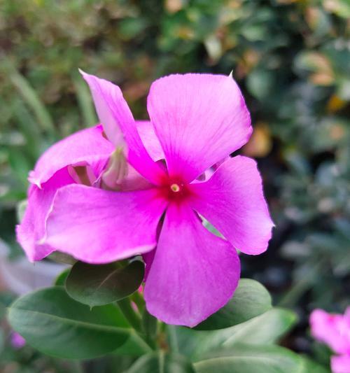 粉蝶花的粉色寓意是什么？粉蝶花的花语有哪些？