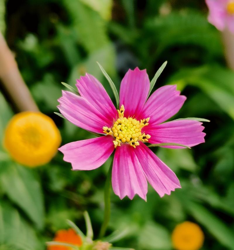 粉蝶花的粉色寓意是什么？粉蝶花的花语有哪些？