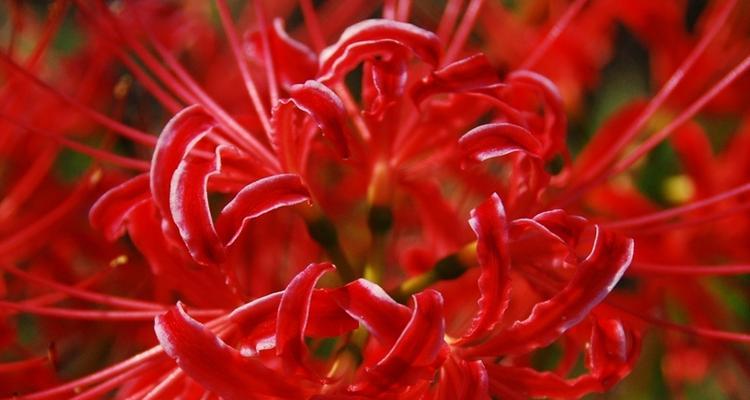 红色曼陀花的花语和寓意是什么？