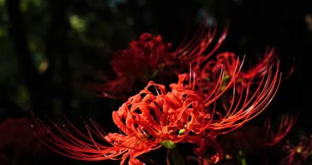 红色曼陀花的花语和寓意是什么？