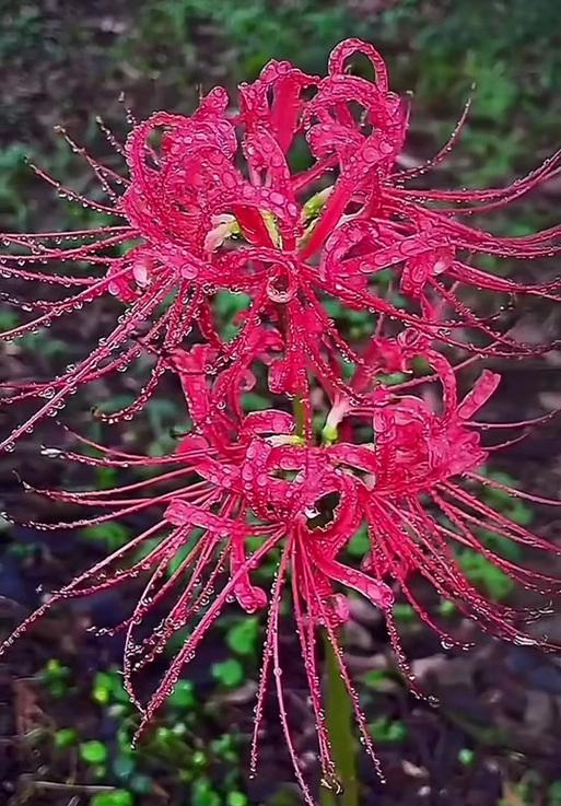 红色曼陀花的花语和寓意是什么？