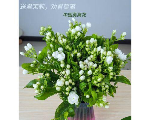 茉莉花手捧花代表了什么意义？