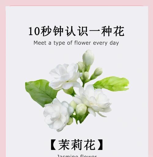 茉莉花手捧花代表了什么意义？