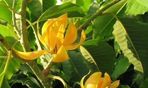 新年金色花象征什么？金色花朵在新年有何特殊含义？