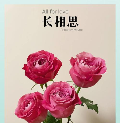 古代有哪些花象征着爱情？