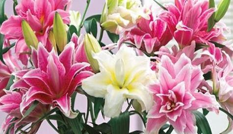 平安富贵的花有哪些？这些花的寓意是什么？