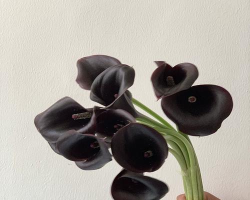 黑色马蹄花代表的含义是什么？