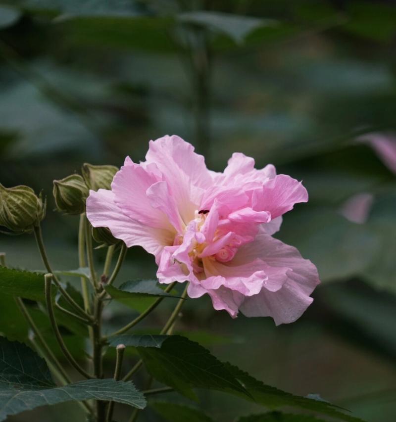 芙蓉花的文化寓意是什么？芙蓉花象征着什么？