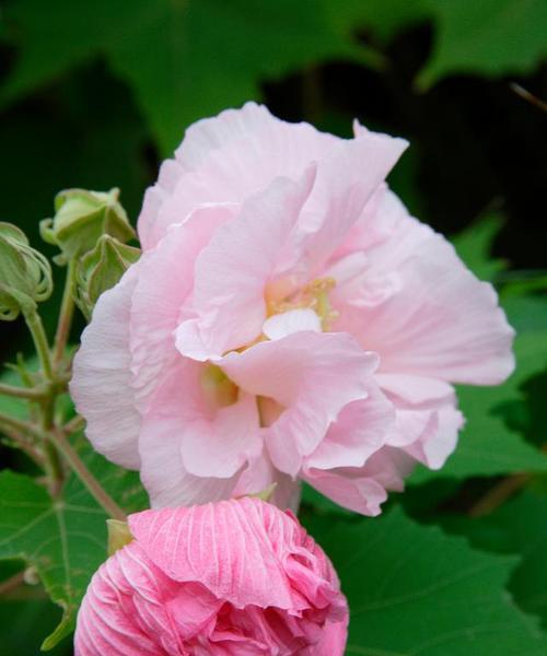 芙蓉花的文化寓意是什么？芙蓉花象征着什么？